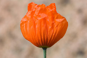 Bright Poppy