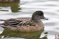 Female American Wigeon