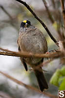 Golden Crowned Sparrow