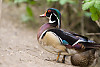 Wood Duck