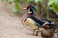 Male Wood Duck