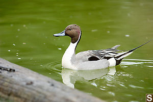 Northern Pintail