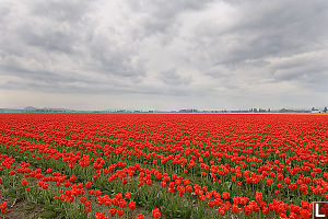 Red Field Dark Clouds