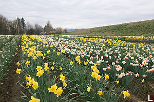 Rows Of Daffodils