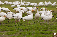 Snow Geese