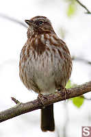 Song Sparrow On Branch