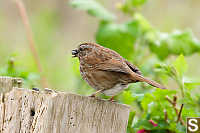 Song Sparrow With Seed