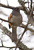 Spotted Towhee