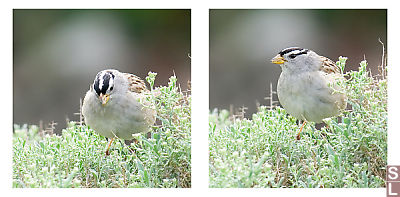 White Crowned Sparrow