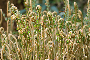 Forest Of Sword Ferns