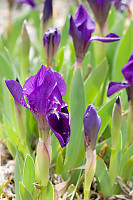 Irises Unfurlling
