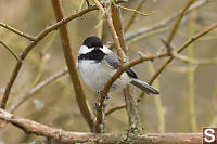 Chickadee On Branch