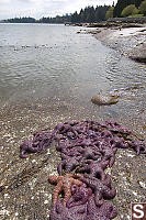 Large Group Of Ochre Stars