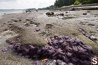 Ochre Stars Over Rocks