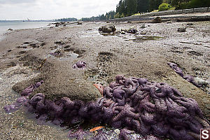 Ochre Stars Over Rocks