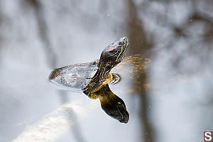 Slider Pushing Up On Log