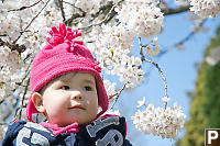 Nara With White Cherry Blossoms