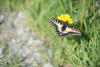 Anise Swallowtail