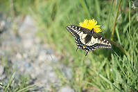 Anise Swallowtail On Dandelion