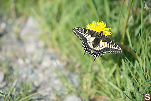 Anise Swallowtail On Dandelion