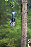 Downy Woodpecker And Pine Siskin
