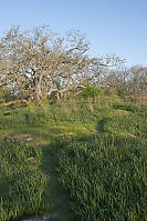 Arcing Train In Garry Oak Meadow