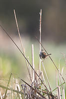 Marsh Wren On Tall Reed