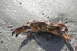 Red Rock Crab