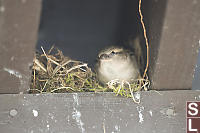 Female House Sparrow Nest Building