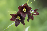 Kamchatka Lily With Pollen