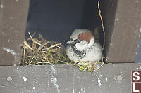 Male House Sparrow Nest Building