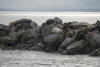 Sealions Resting On The Rocks