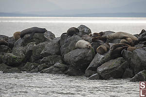 Sealions Resting On The Rocks