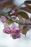 Soft Blossoms At Stanley Park