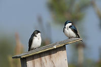 Two Tree Swallows On Bird Box