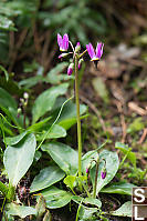 Broad Leaved Shooting Star