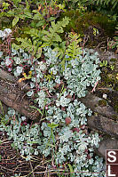 Broadleaf Stonecrop