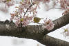 orange-crowned warbler