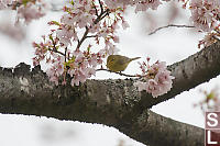 Orange Crowned Sparrow In Cherry Blossums