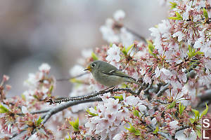 Ruby Crowned Kinglet With Pollen Mustache