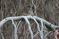 Townsend's Solitaire