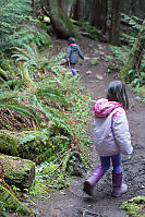 Walking Around Sword Ferns