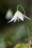 White Fawn Lily With Echo In Background