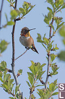 Rufous Male Hummingbird