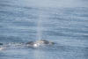 grey whales, gray whales