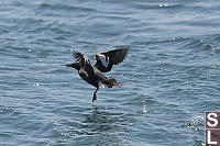 Pigeon Guillemot Running Start