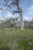 Shooting Stars Under Oak Trees