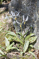 White Fawn Lily Beside Rock