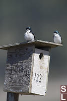 Swallows On Nest Box