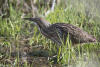 American Bittern Walking Hg